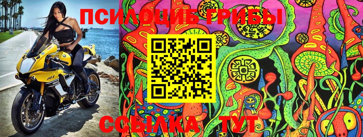 Псилоцибиновые грибы Psilocybe Губкин